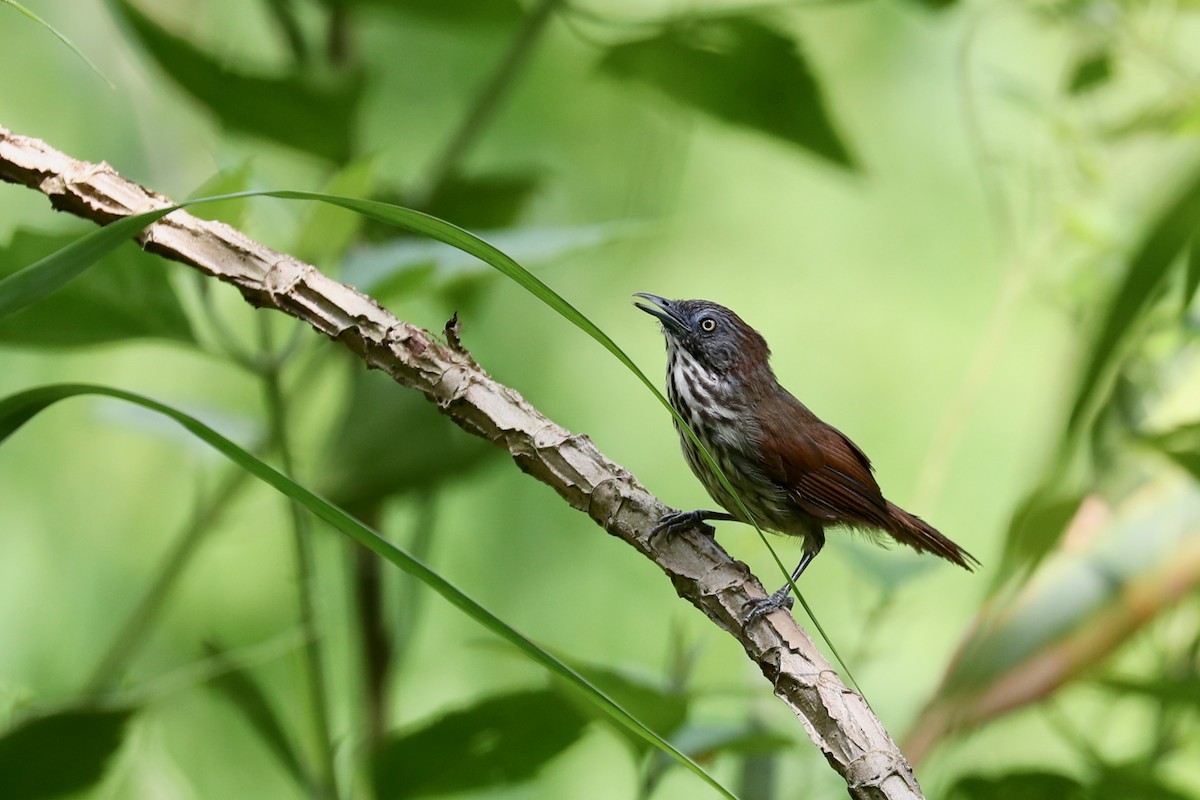 Bold-striped Tit-Babbler - ML171973971