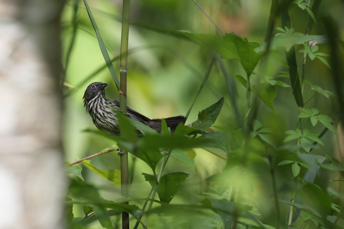 Bold-striped Tit-Babbler - ML171974301