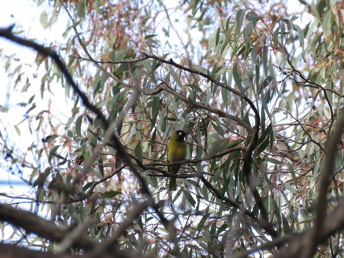 White-eared Honeyeater - ML171978821