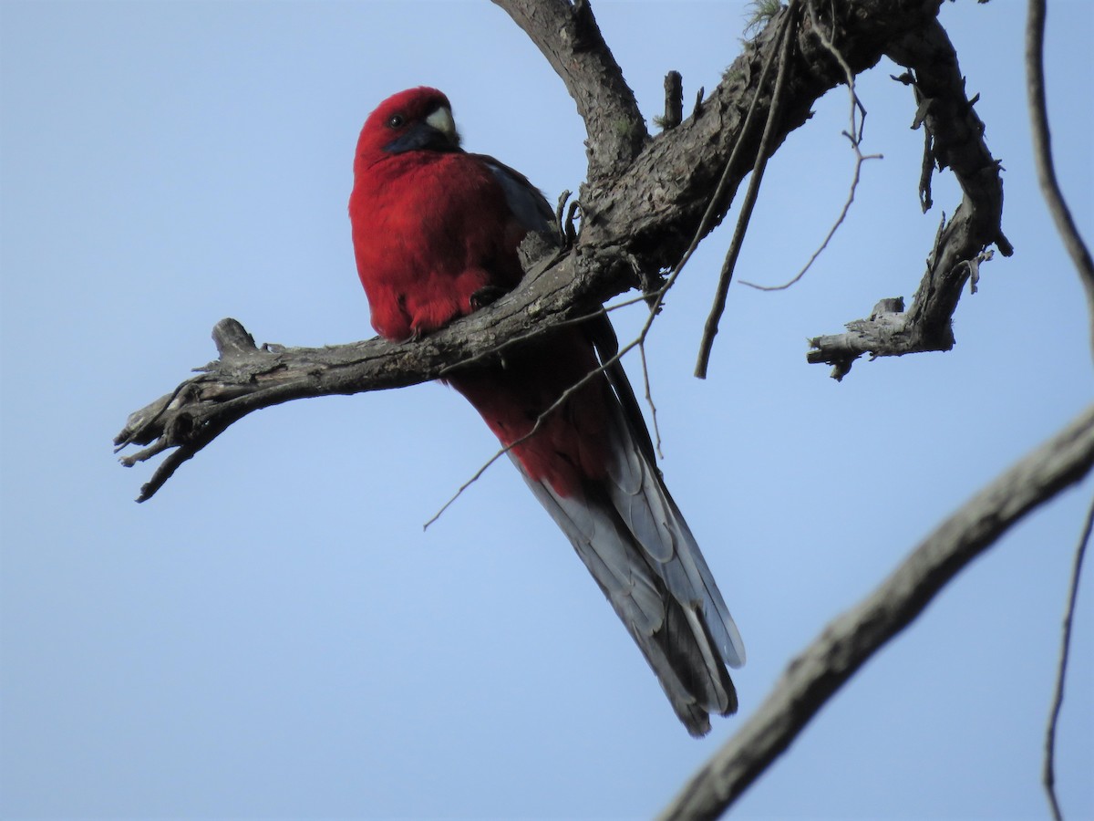 Crimson Rosella - Kumiko Callaway