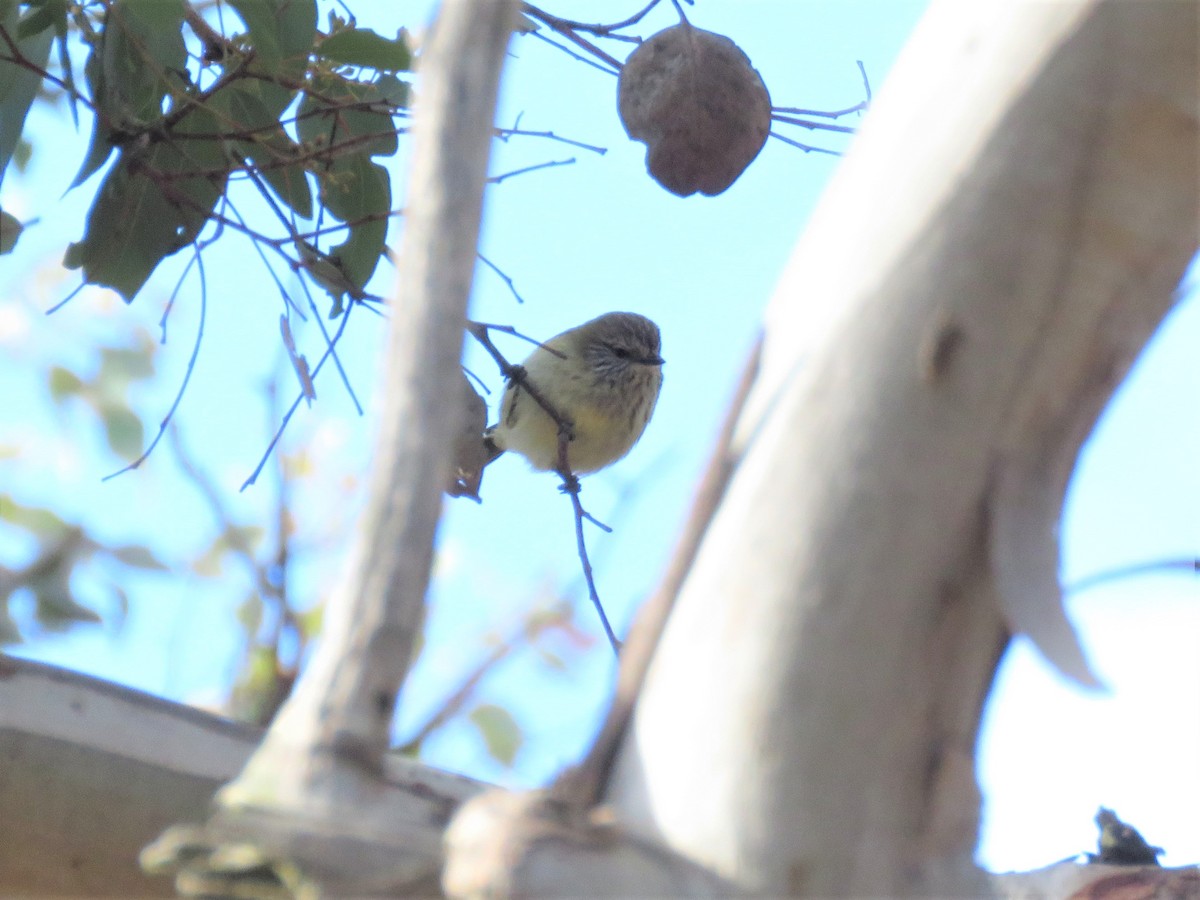 Striated Thornbill - ML171978991