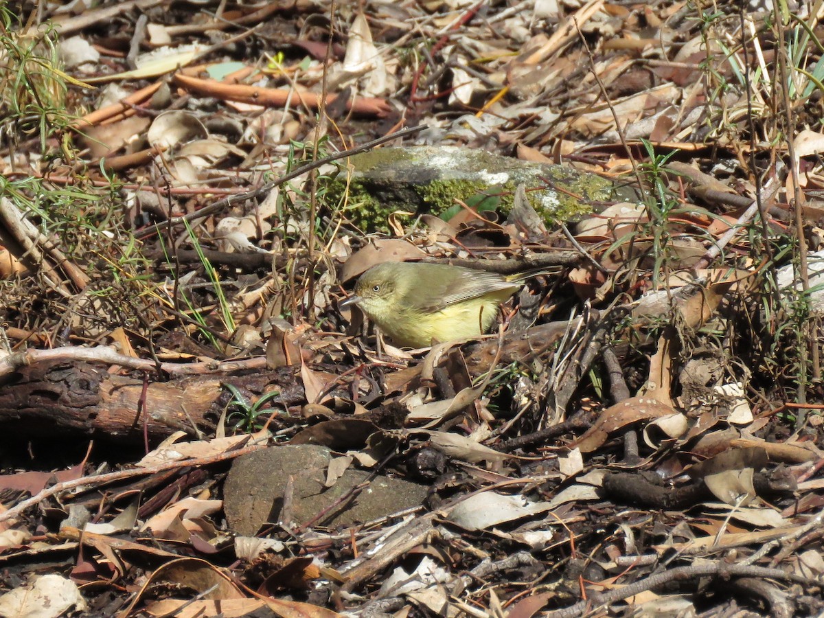 Acanthize à croupion beige - ML171979091