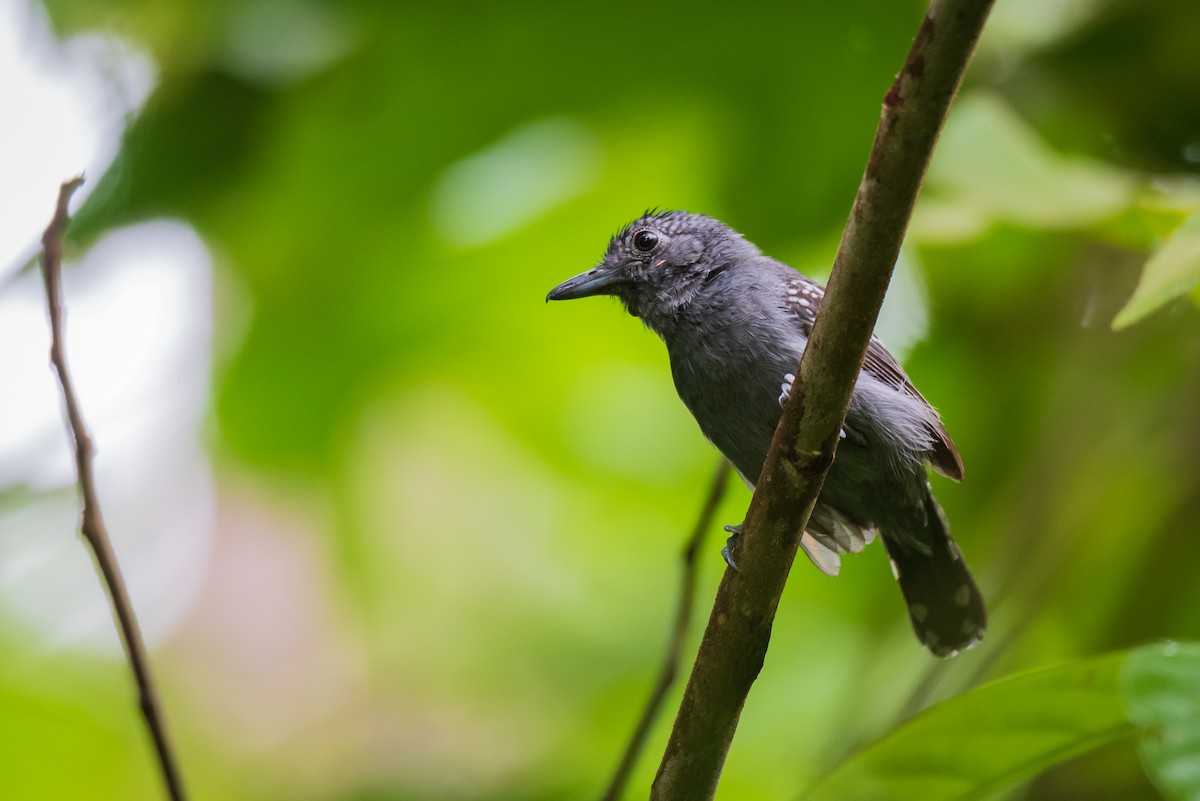 Black-crowned Antshrike - ML171979641