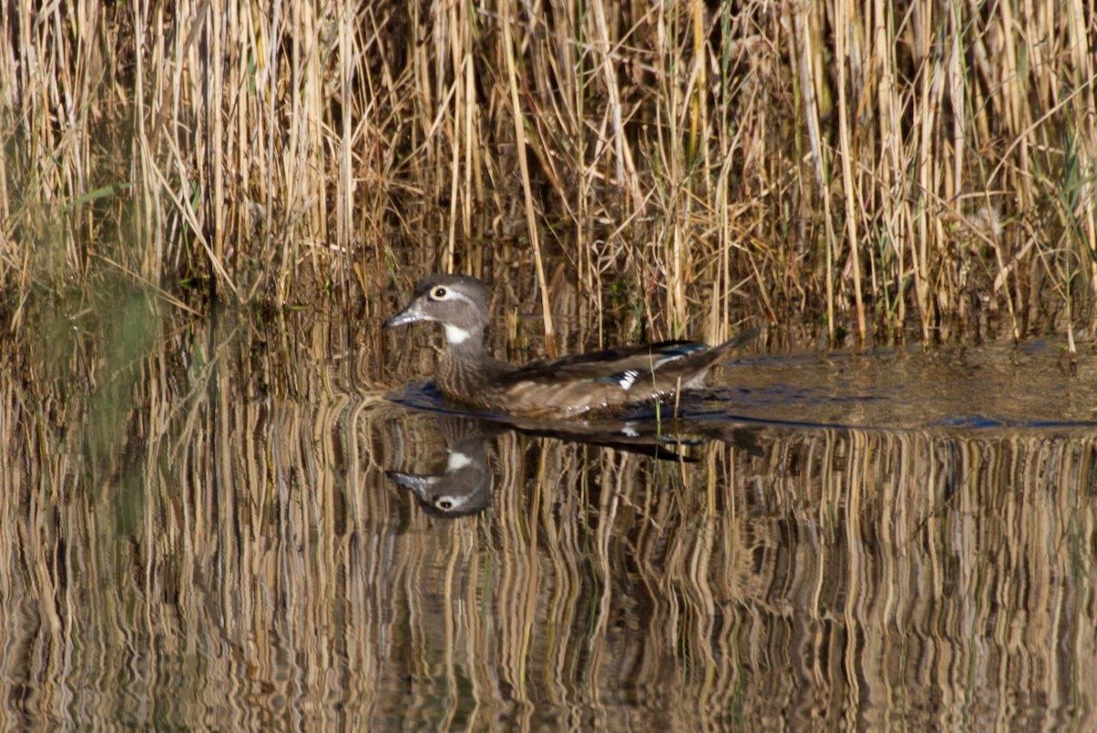 Wood Duck - ML171979711