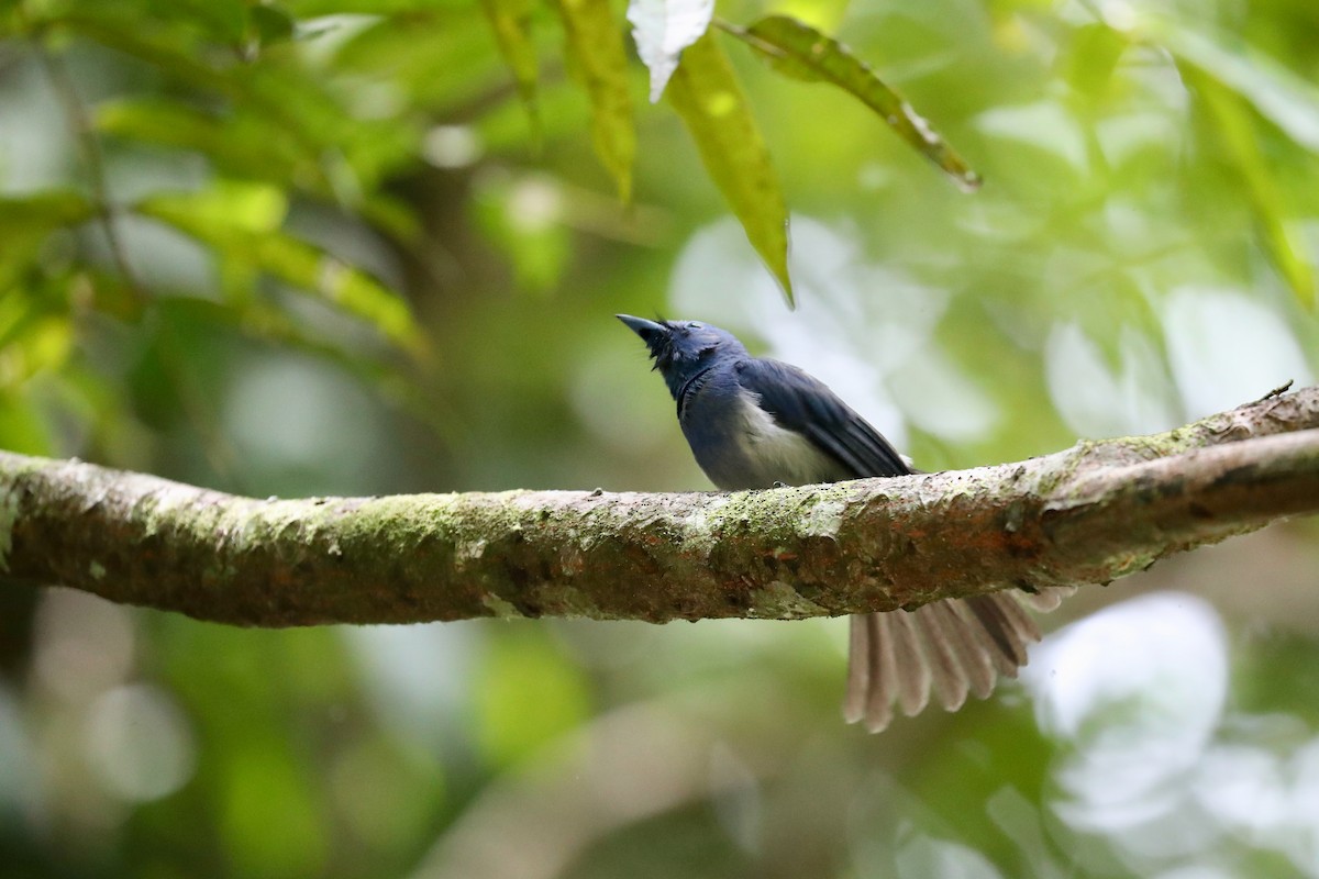 Black-naped Monarch - Ting-Wei (廷維) HUNG (洪)