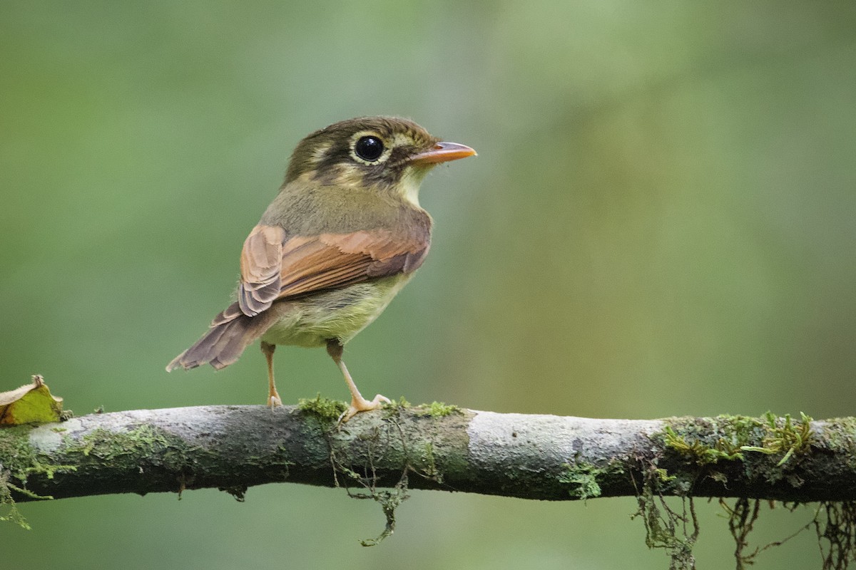 Russet-winged Spadebill - Luiz Matos