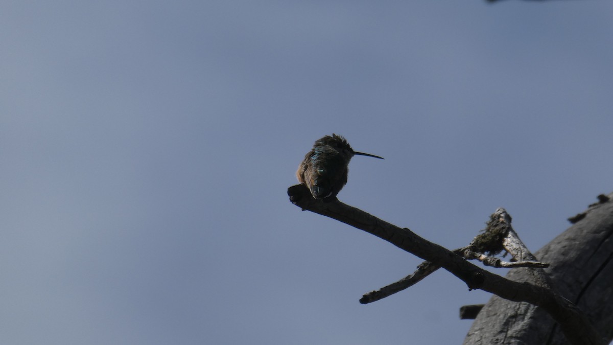Rufous Hummingbird - ML171981951
