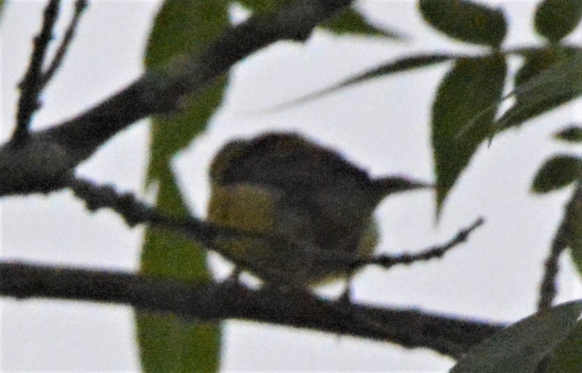 Common Yellowthroat - ML171982491