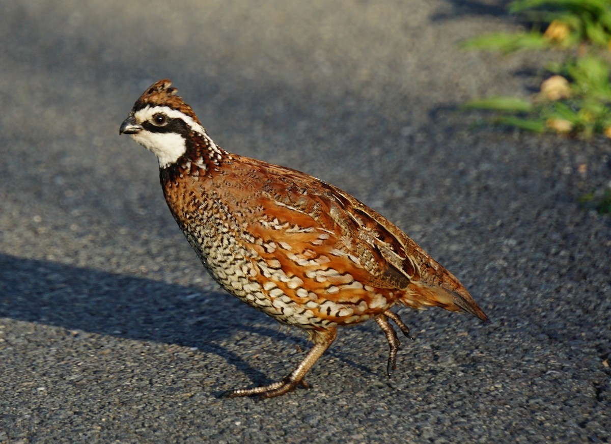 Northern Bobwhite - Marcia Dunham