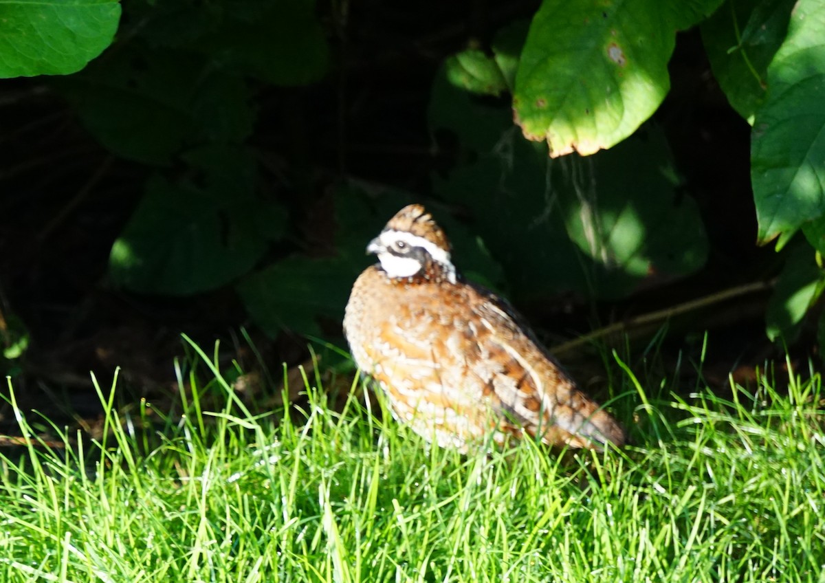 Northern Bobwhite - ML171984771