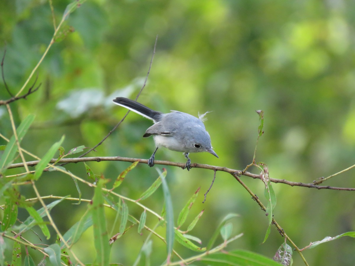 Blue-gray Gnatcatcher - ML171985651