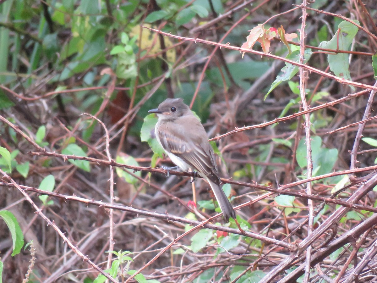 Eastern Phoebe - ML171985661