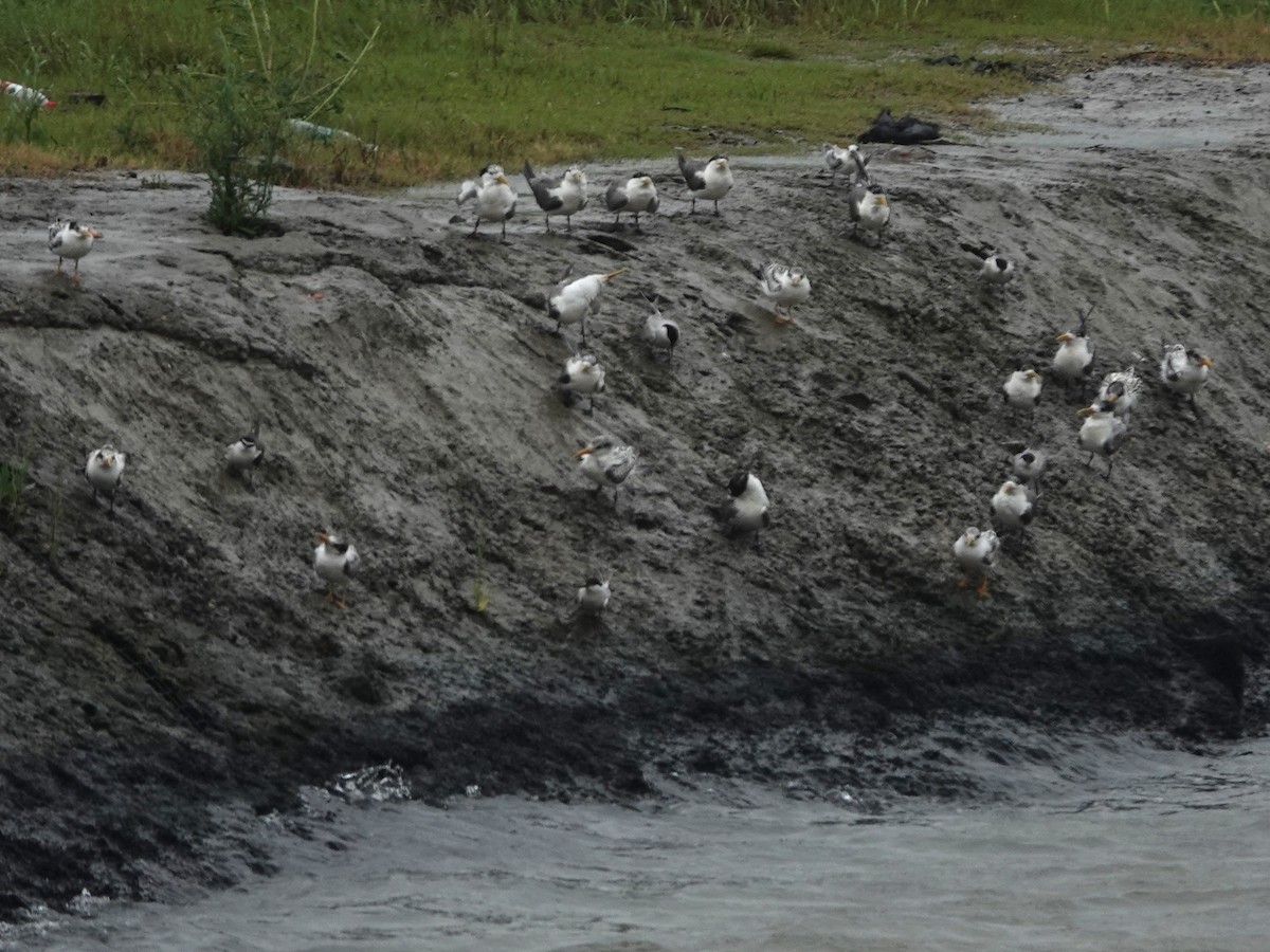 Great Crested Tern - ML171985671