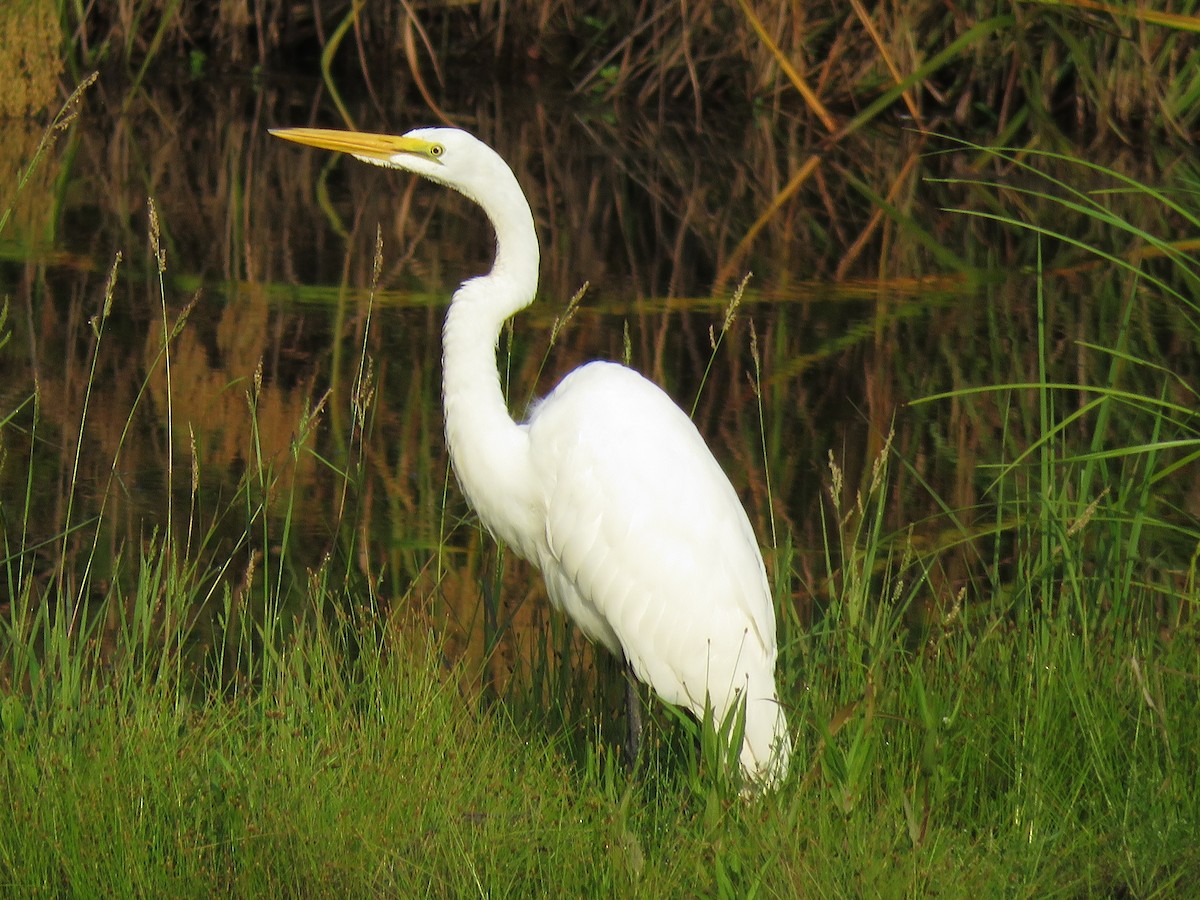 Great Egret - ML171985701