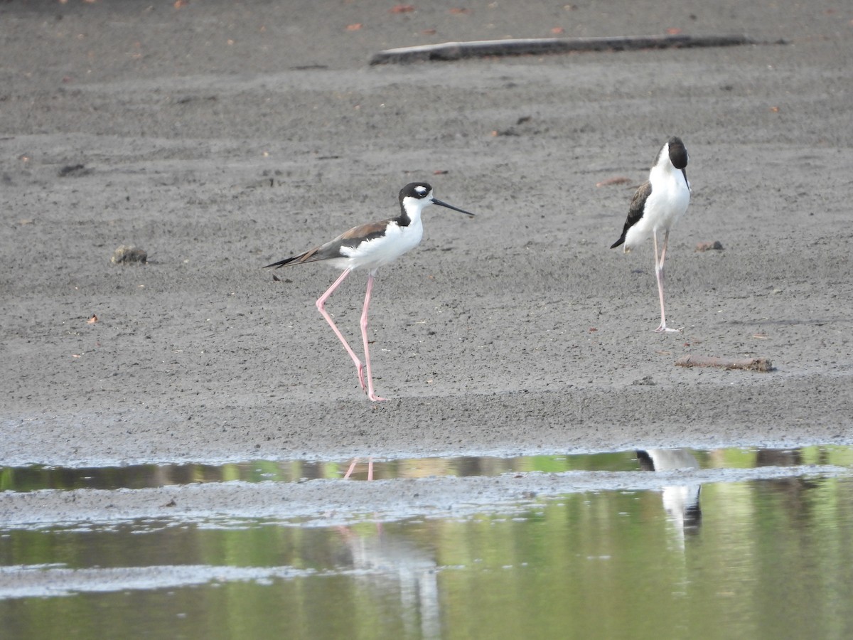 Black-necked Stilt - ML171987791