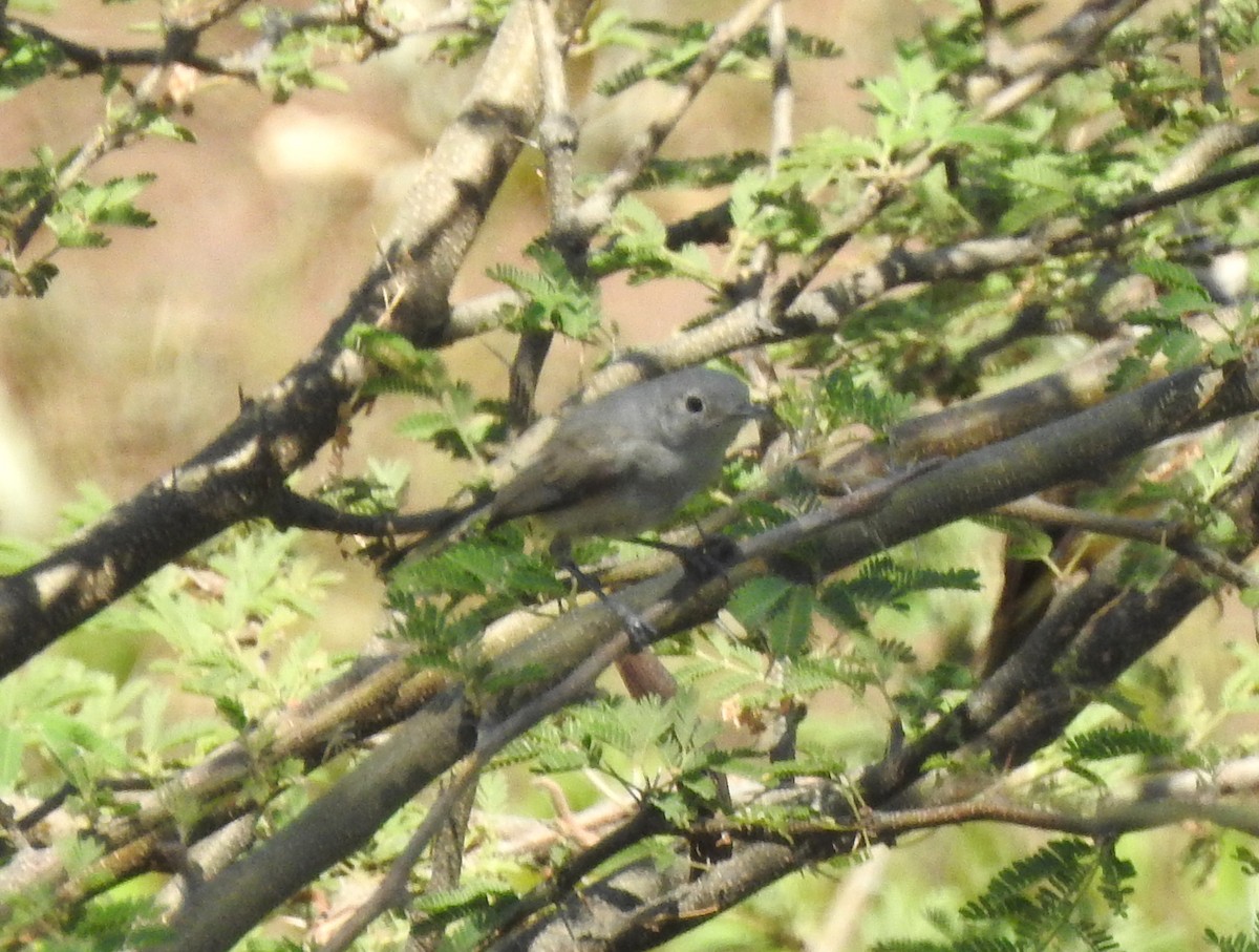 Lucy's Warbler - bob butler