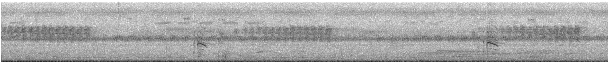 muskatnonne (nisoria gr.) - ML171988591