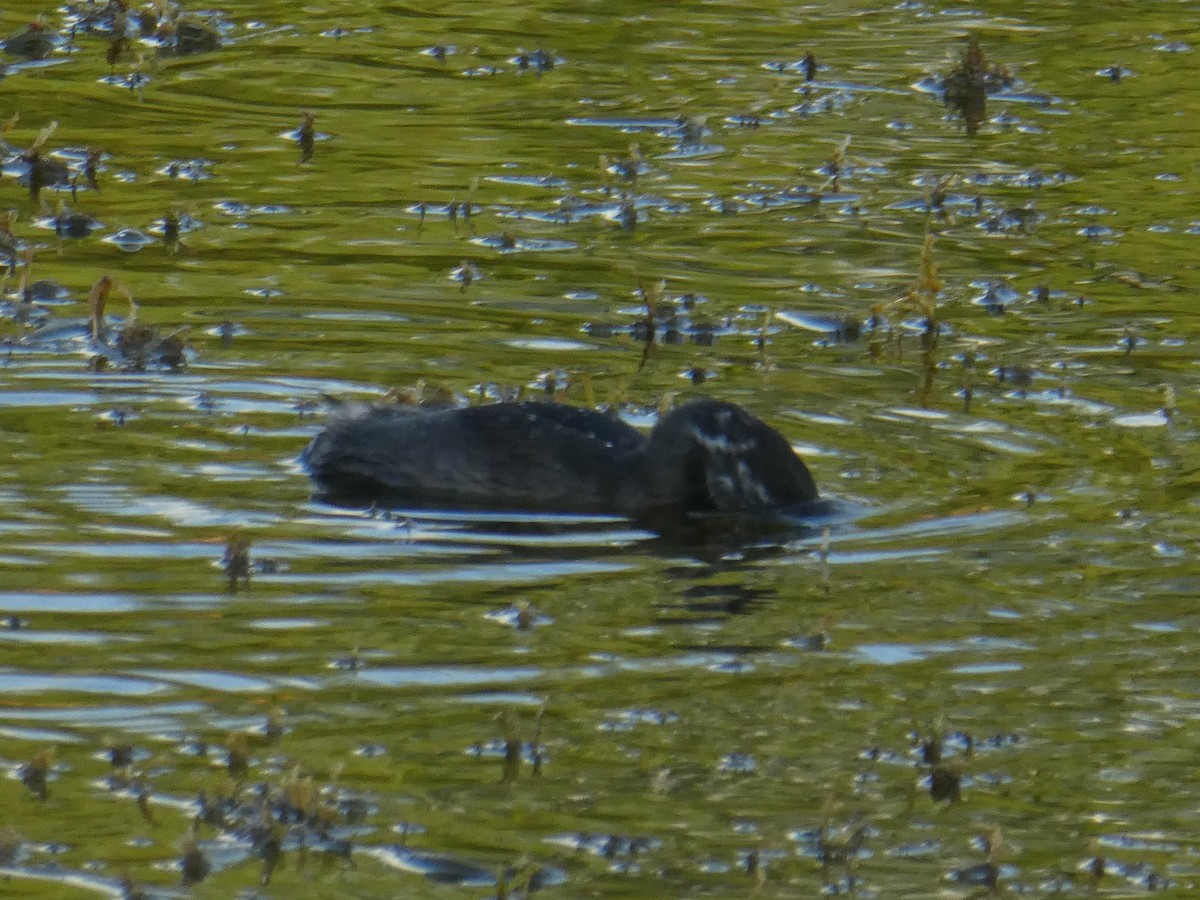 Least Grebe - elwood bracey