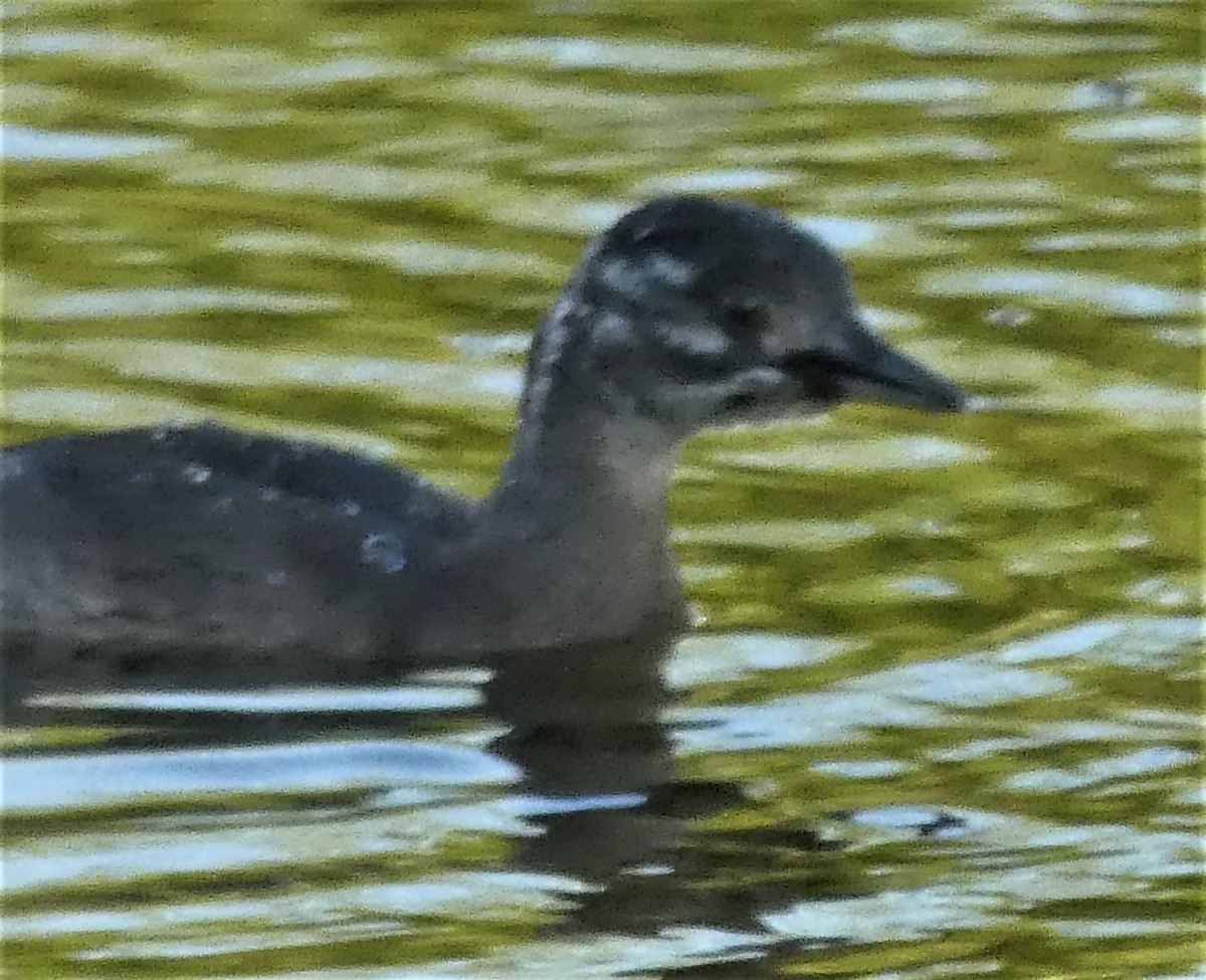 Least Grebe - elwood bracey