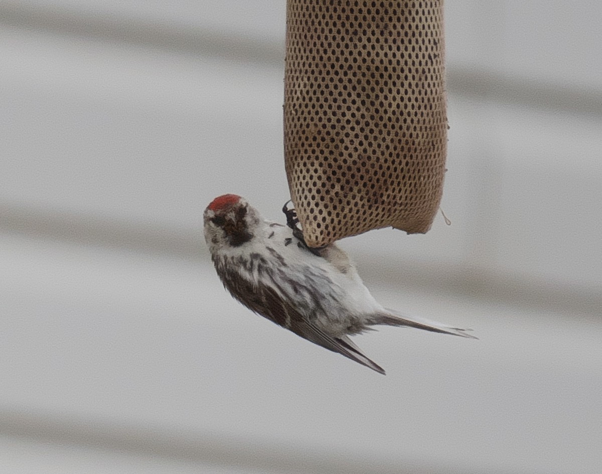 Hoary Redpoll - ML171988901