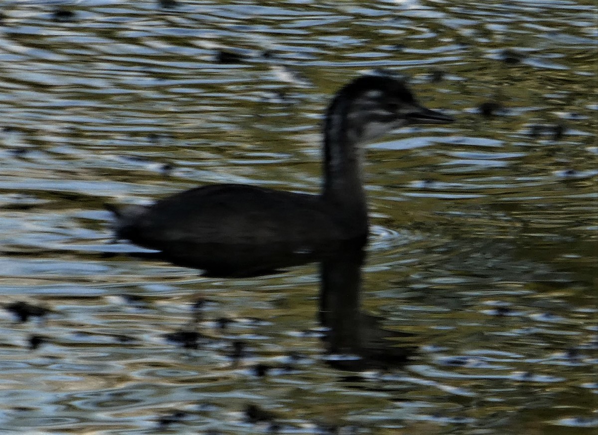 Least Grebe - elwood bracey