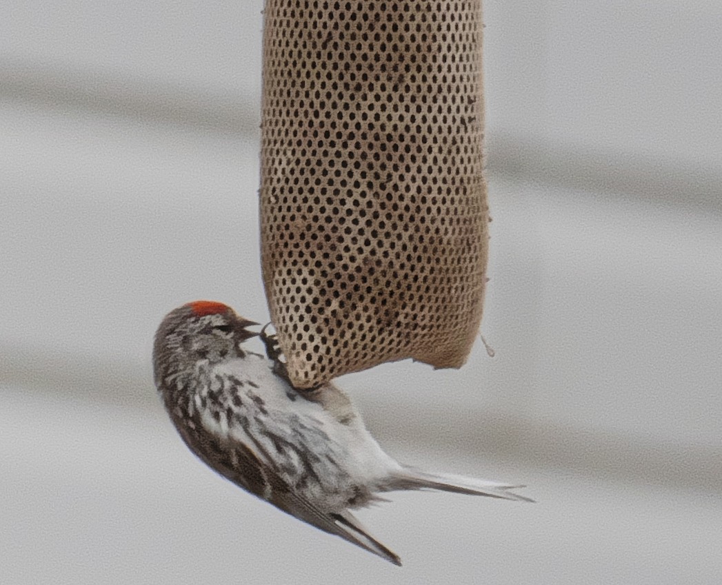 Hoary Redpoll - ML171988941