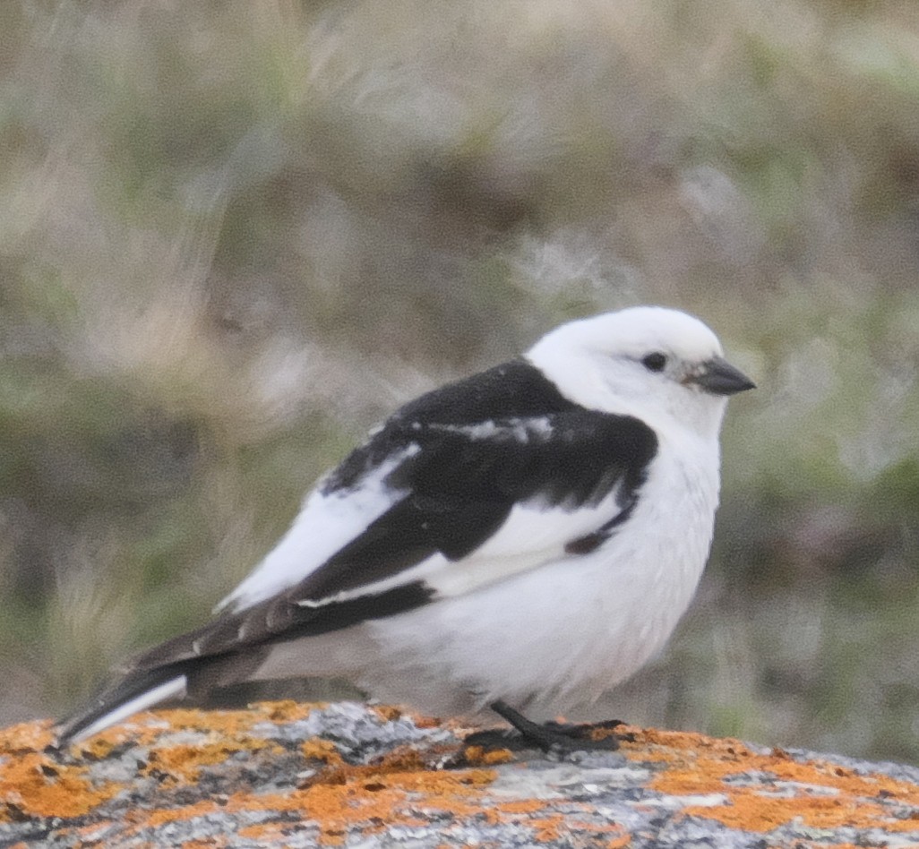 Snow Bunting - ML171989031