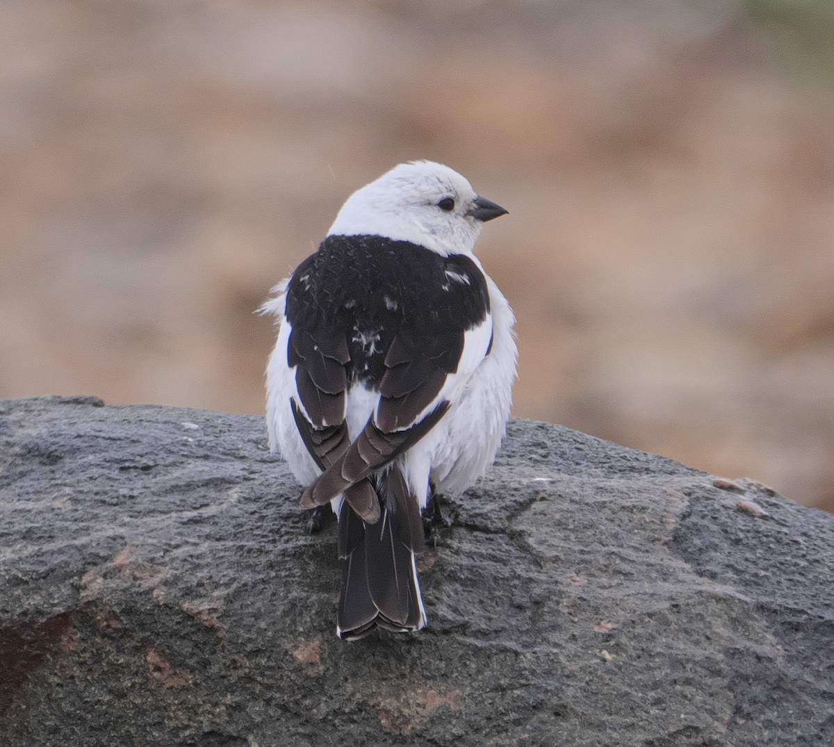 Snow Bunting - ML171989081