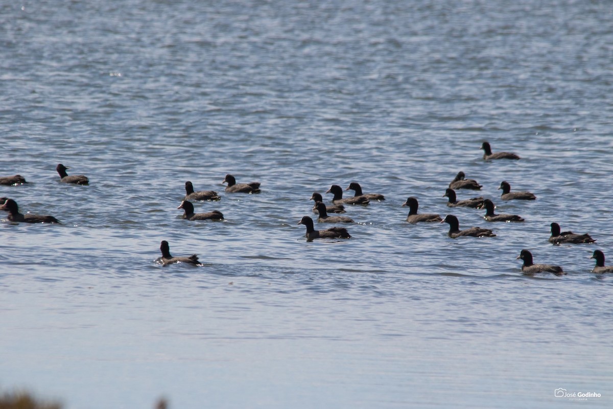 Eurasian Coot - ML171989891