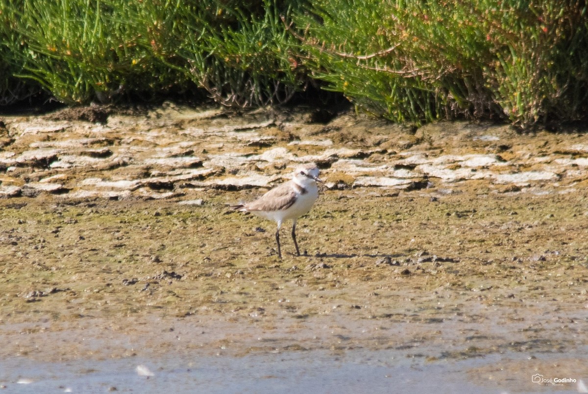 Kentish Plover - ML171990091