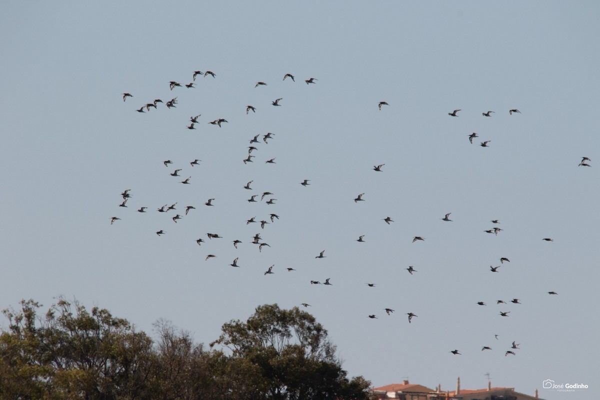 Black-tailed Godwit - ML171990121