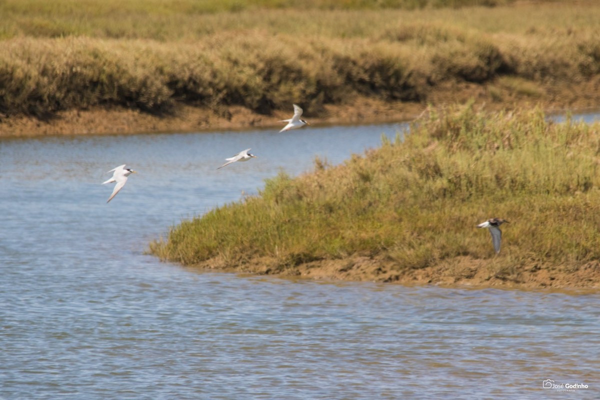 Little Tern - ML171990261