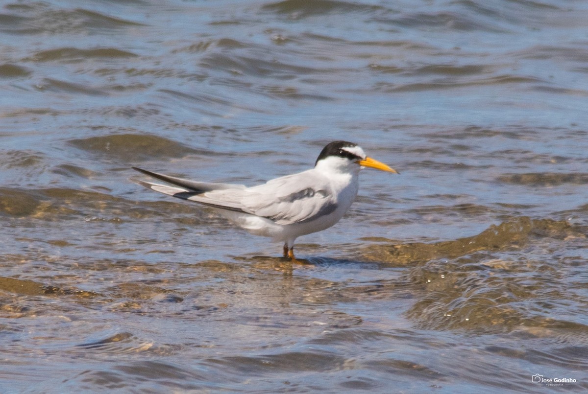 Little Tern - ML171990271