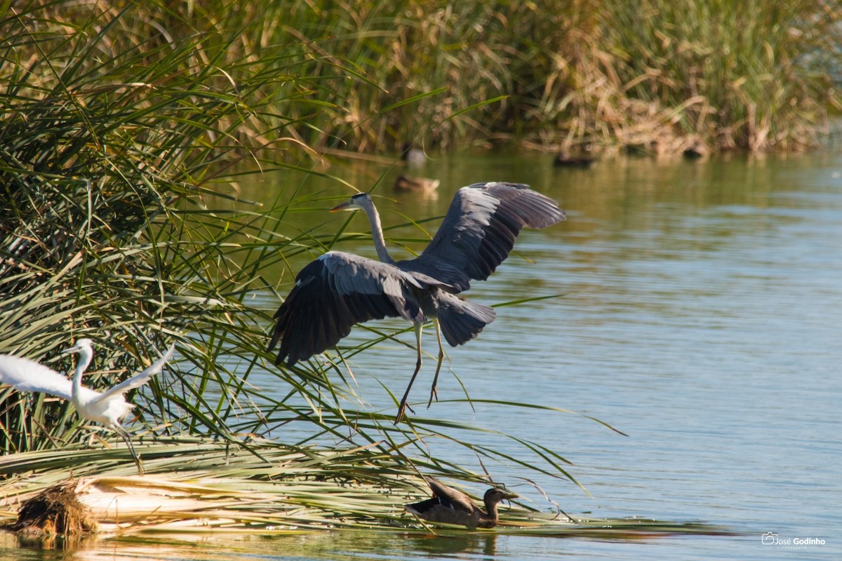 Gray Heron - ML171990291