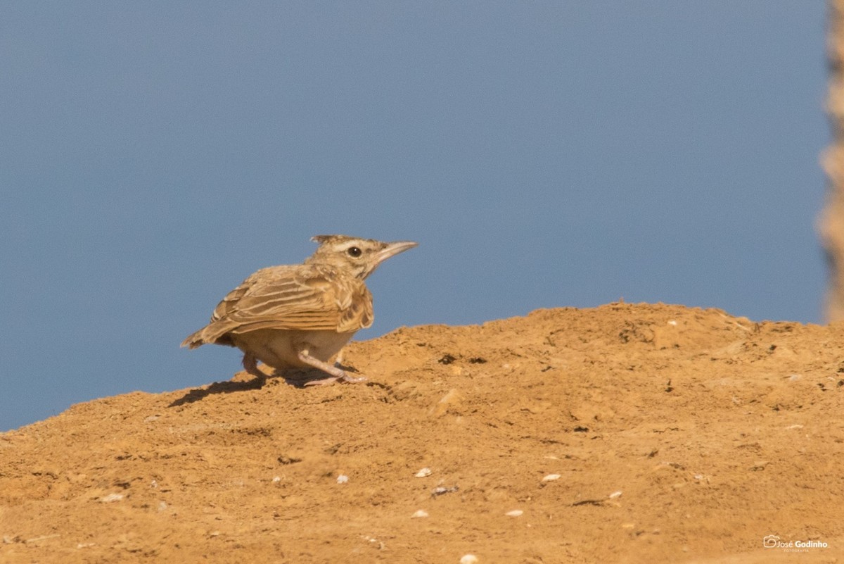 Crested Lark - ML171990471