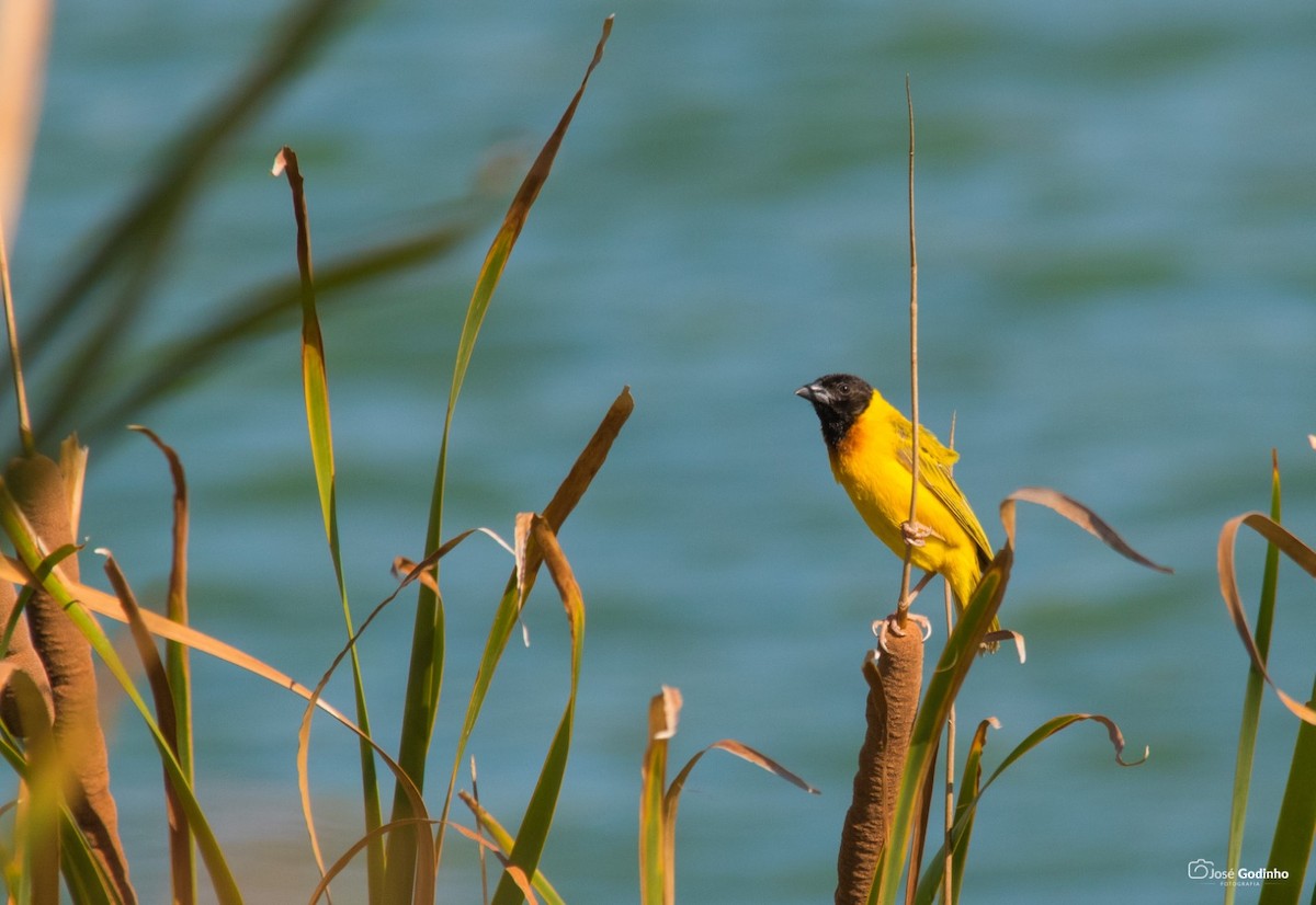 Black-headed Weaver - ML171990501