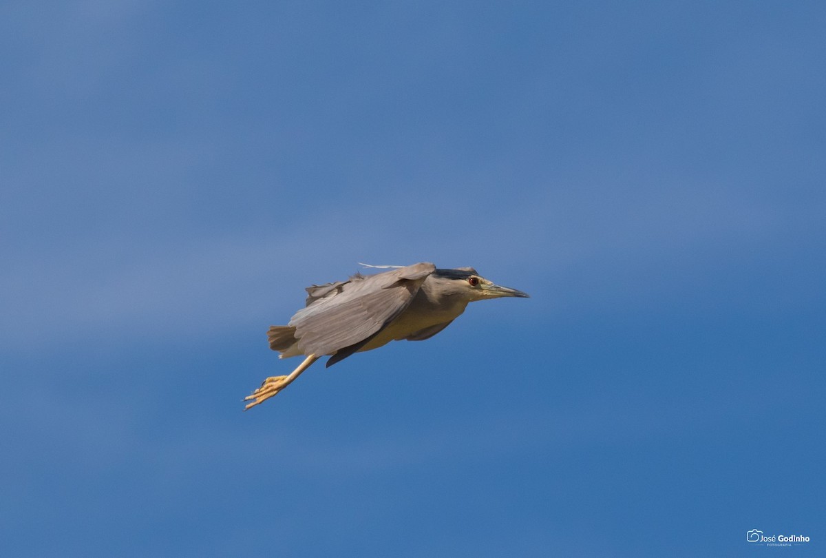 Black-crowned Night Heron - ML171990651