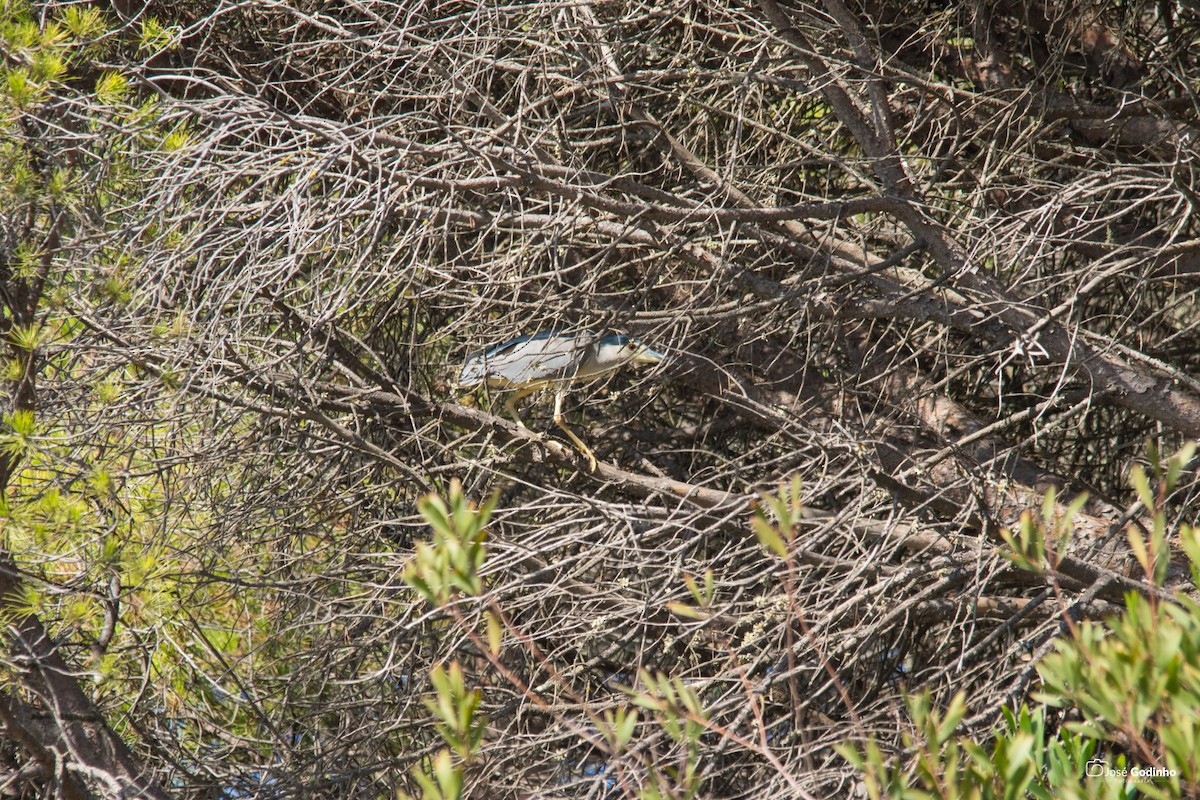 Black-crowned Night Heron - ML171990671