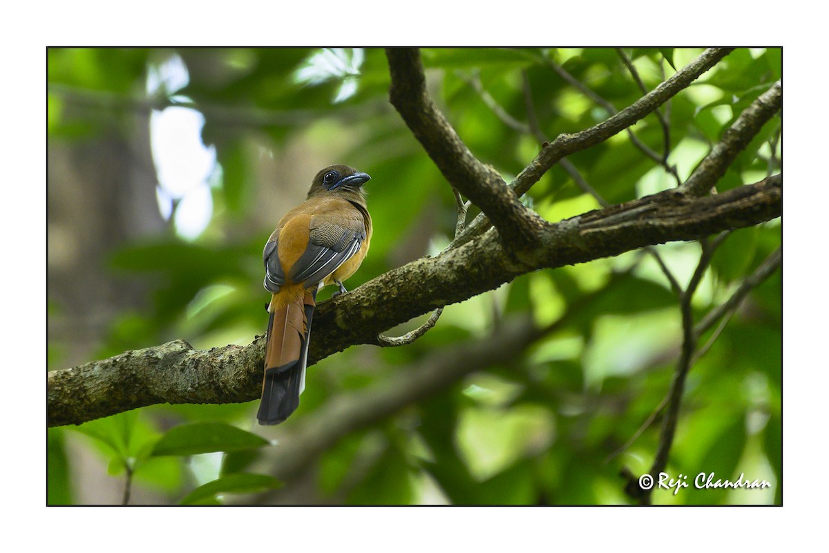 Malabar Trogon - Reji Chandran