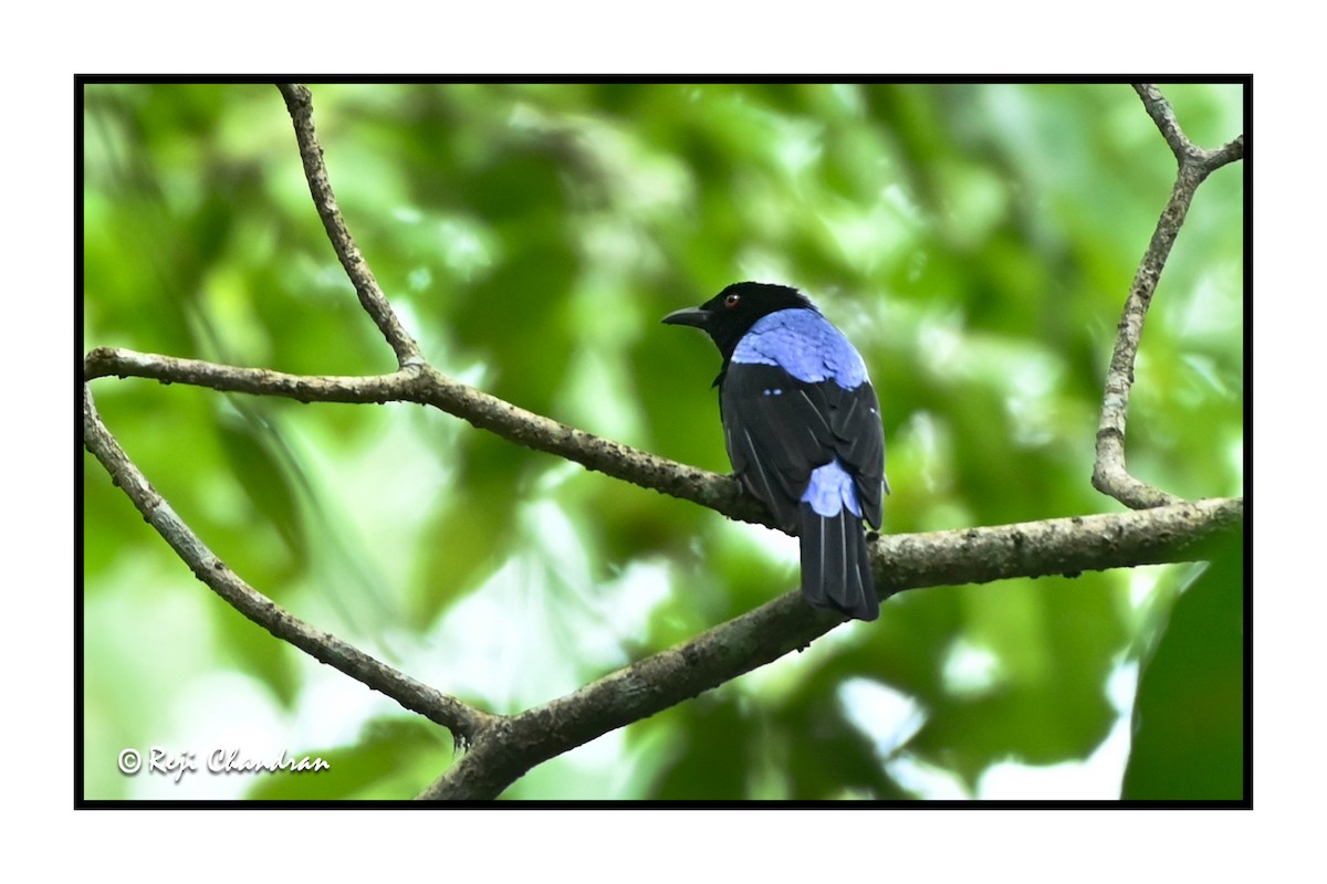 Asian Fairy-bluebird - Reji Chandran