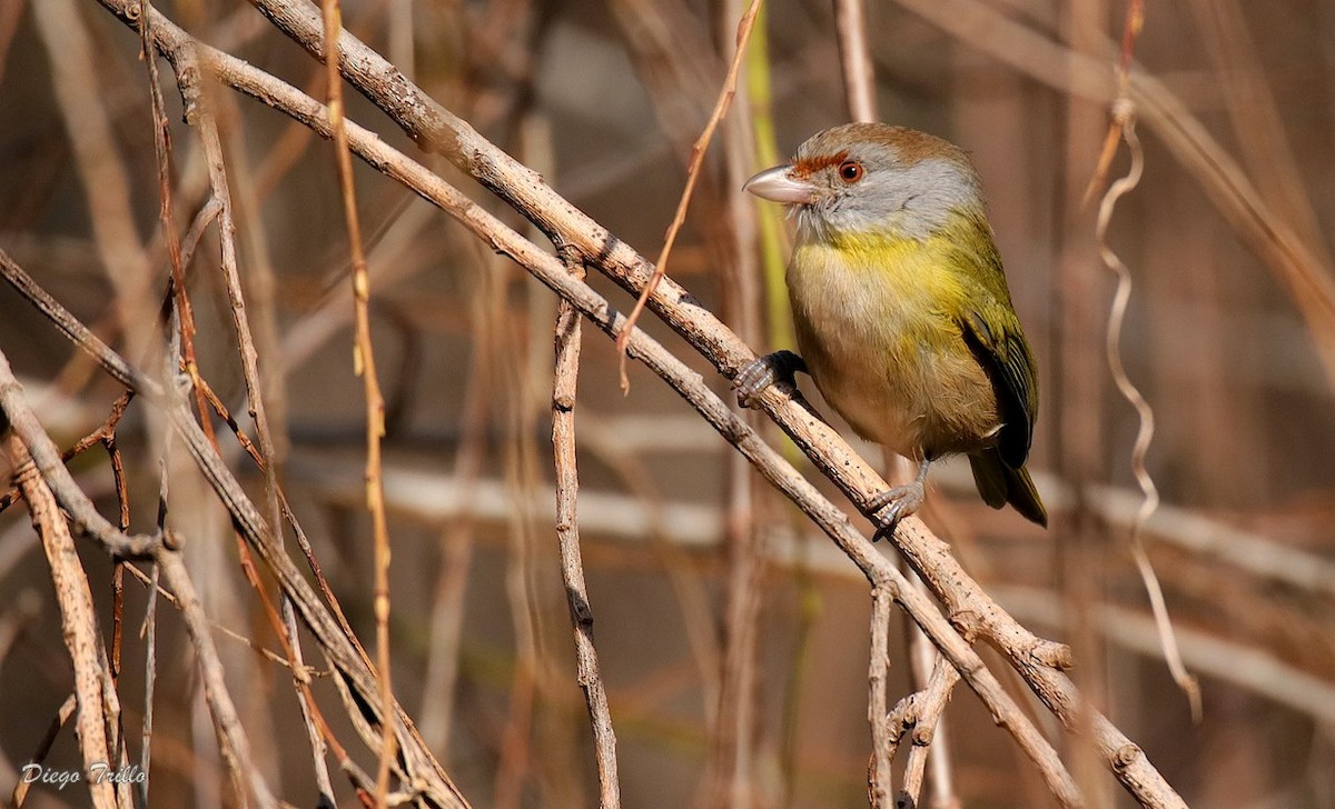 Rufous-browed Peppershrike - ML171992481