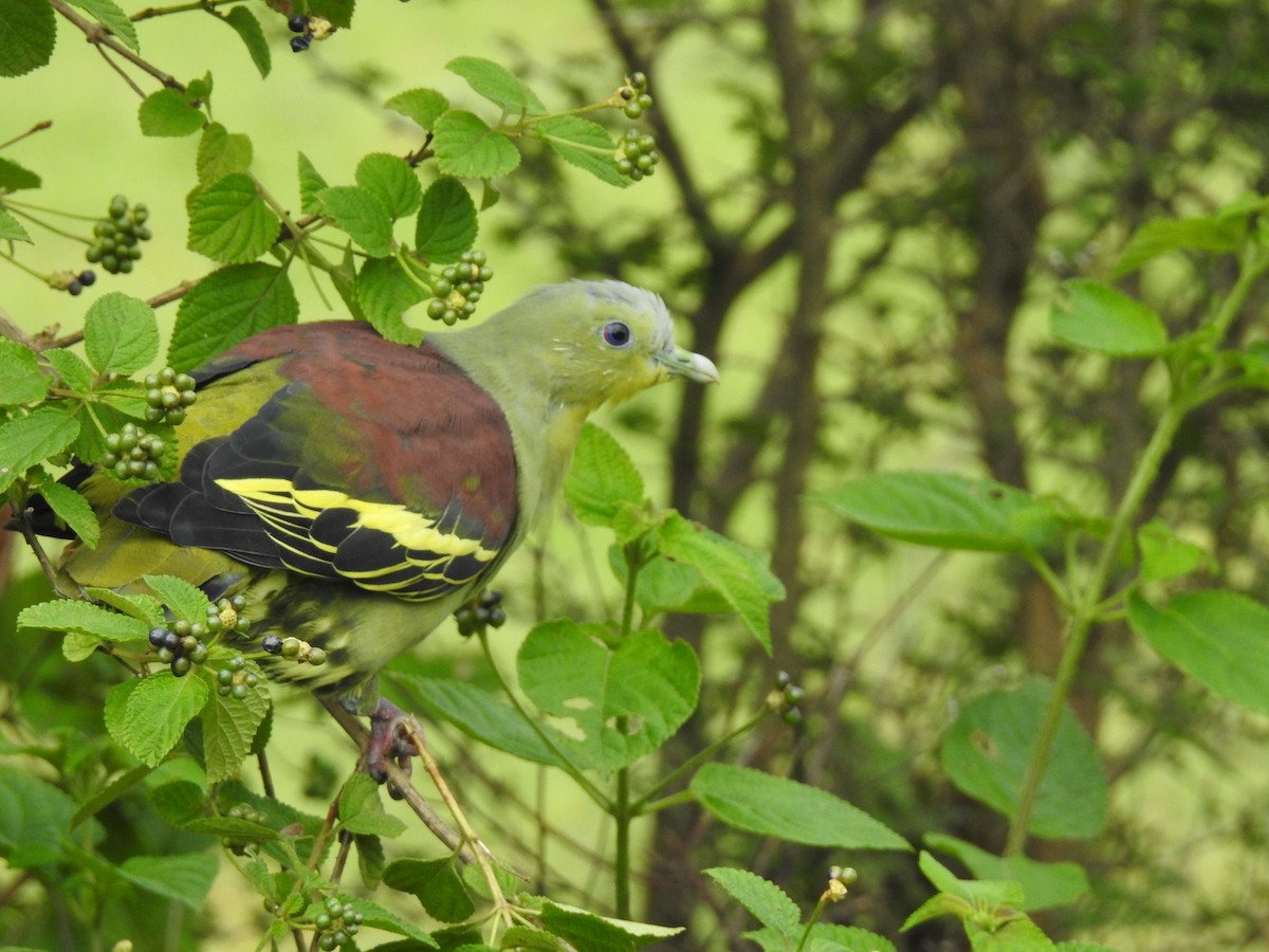 Gray-fronted Green-Pigeon - KARTHIKEYAN R