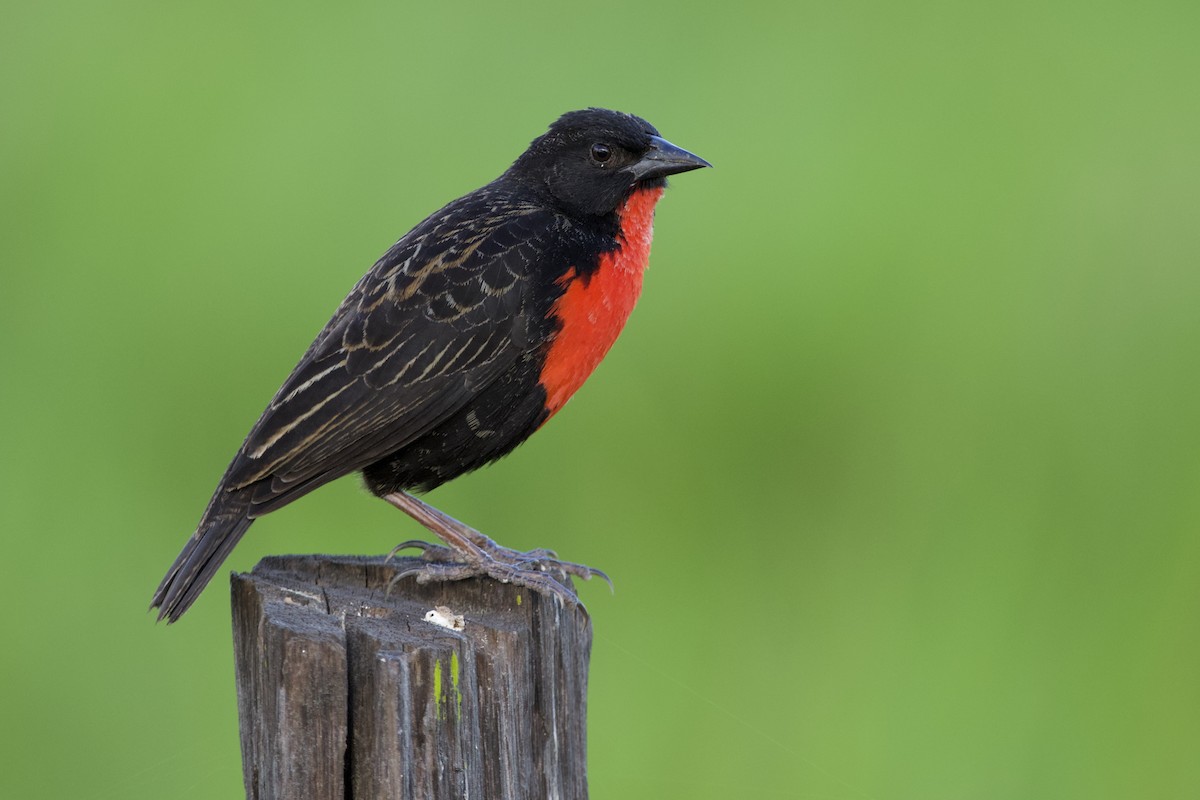 Red-breasted Meadowlark - ML171994911