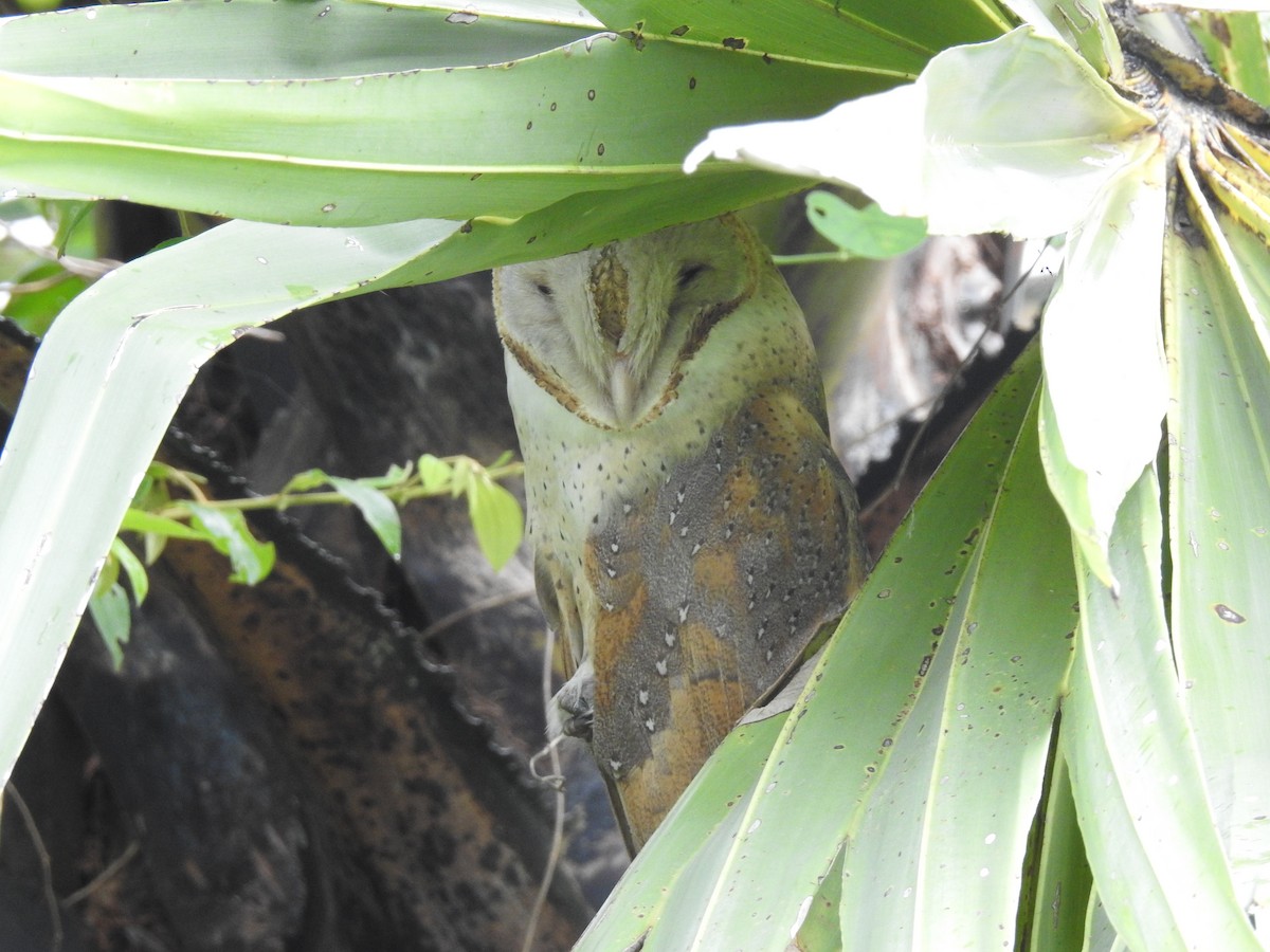 Barn Owl - KARTHIKEYAN R