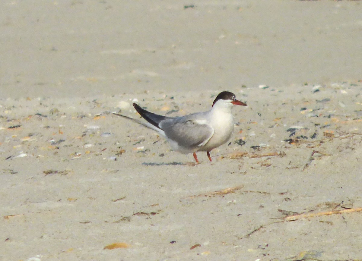 Common Tern - ML171997151