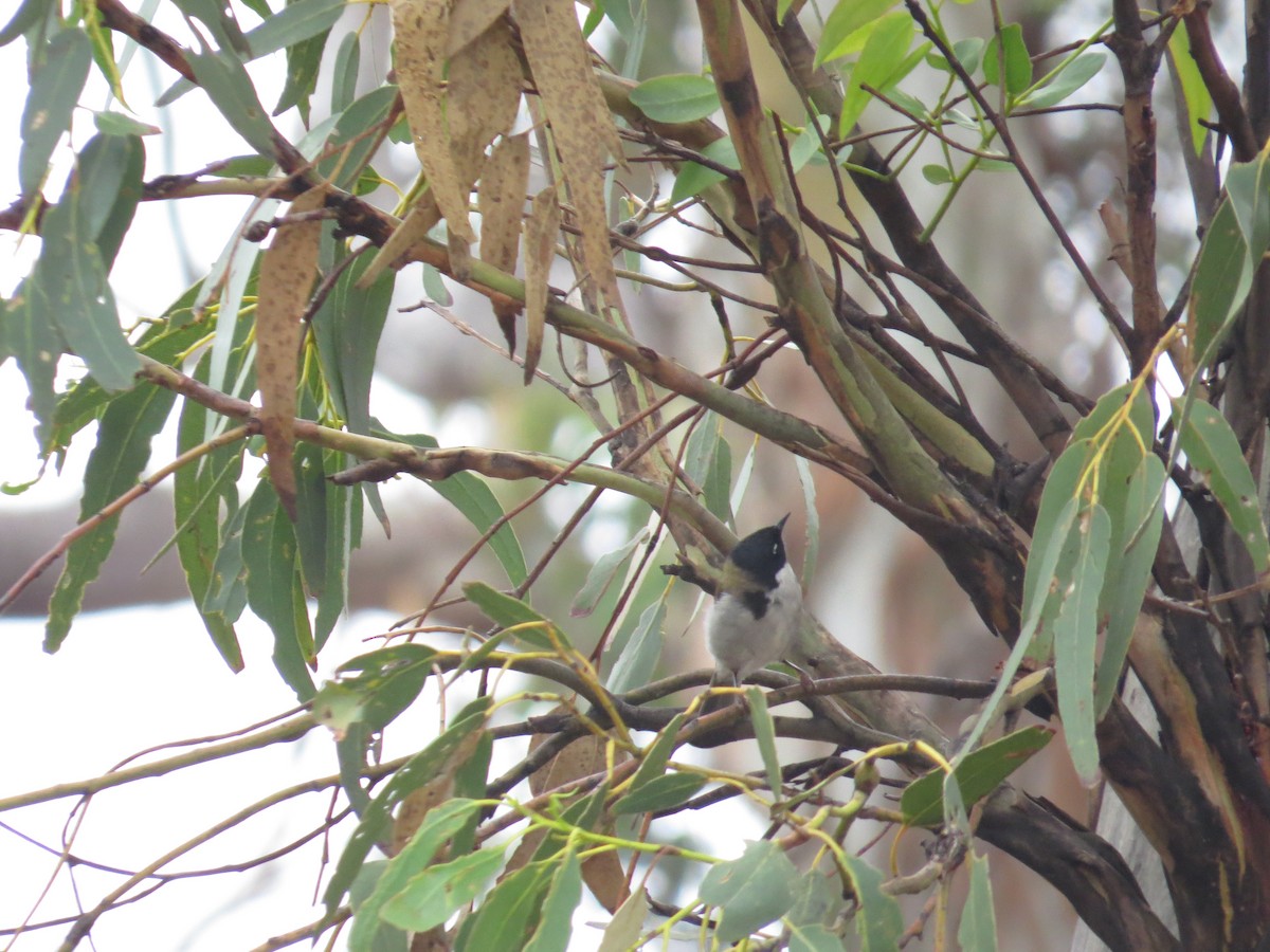 Black-headed Honeyeater - James Telford