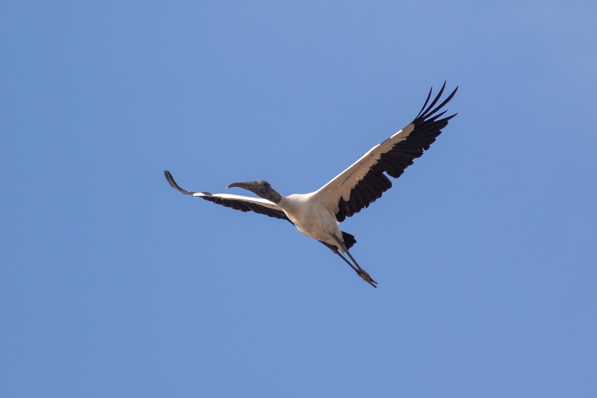 Wood Stork - Francis Canto Jr