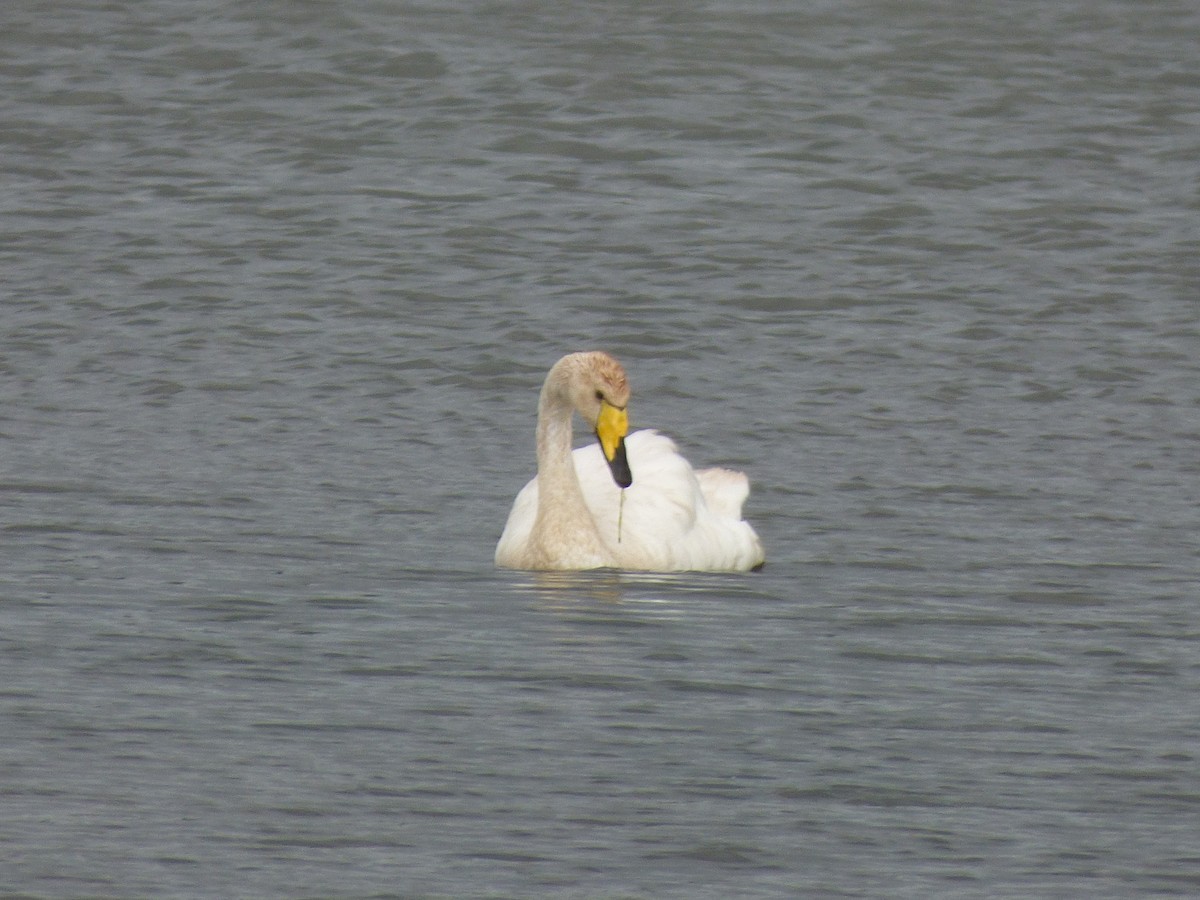 Whooper Swan - ML172000591