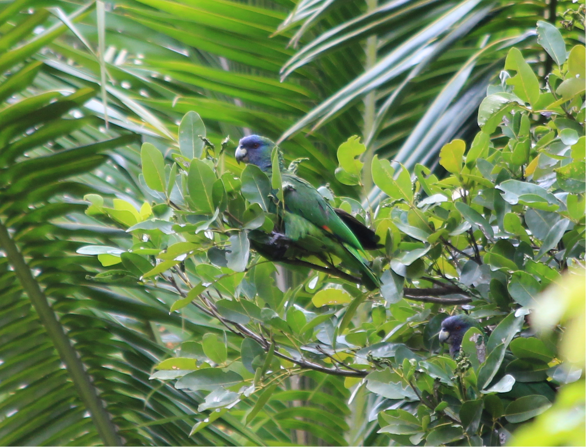 Red-necked Amazon - ML172001441