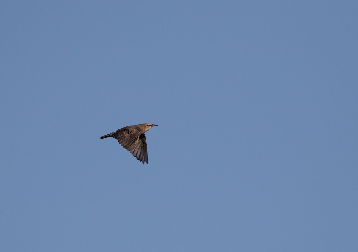 European Starling - ML172002261